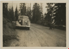 Bear walking towards automobile, [193-] thumbnail
